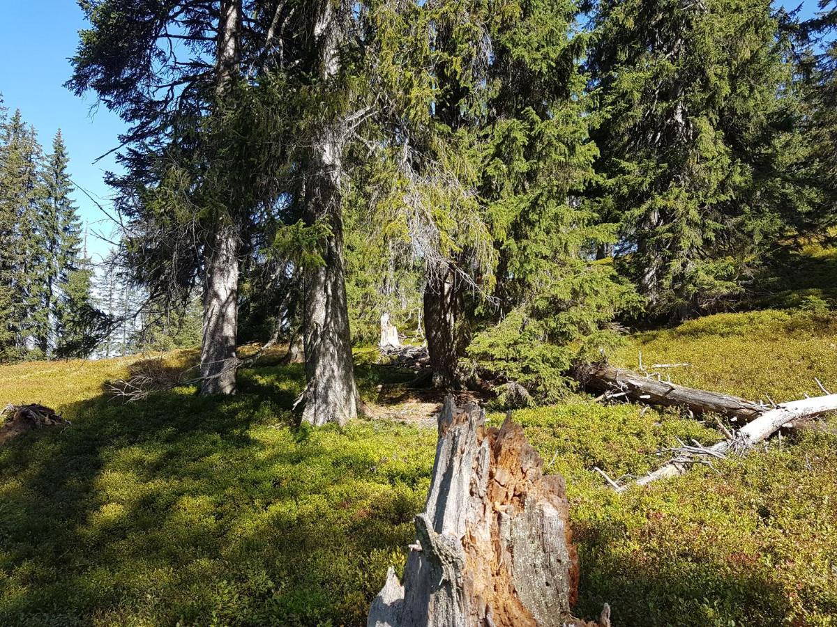 Fesengut Otel Annaberg im Lammertal Dış mekan fotoğraf