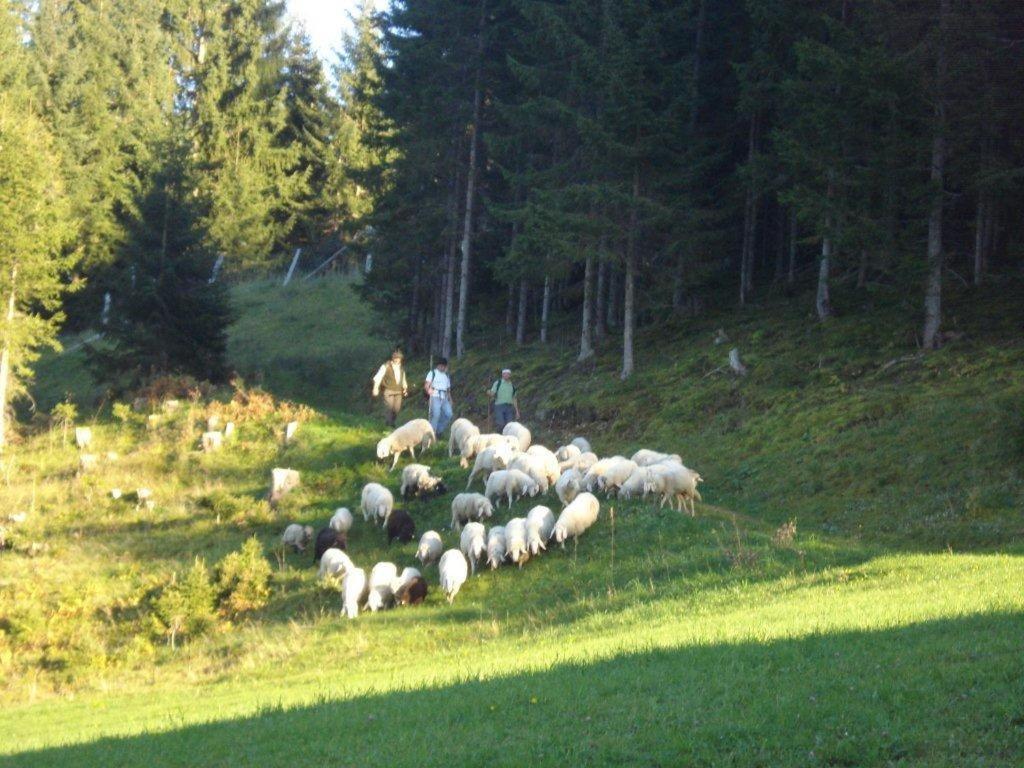 Fesengut Otel Annaberg im Lammertal Dış mekan fotoğraf